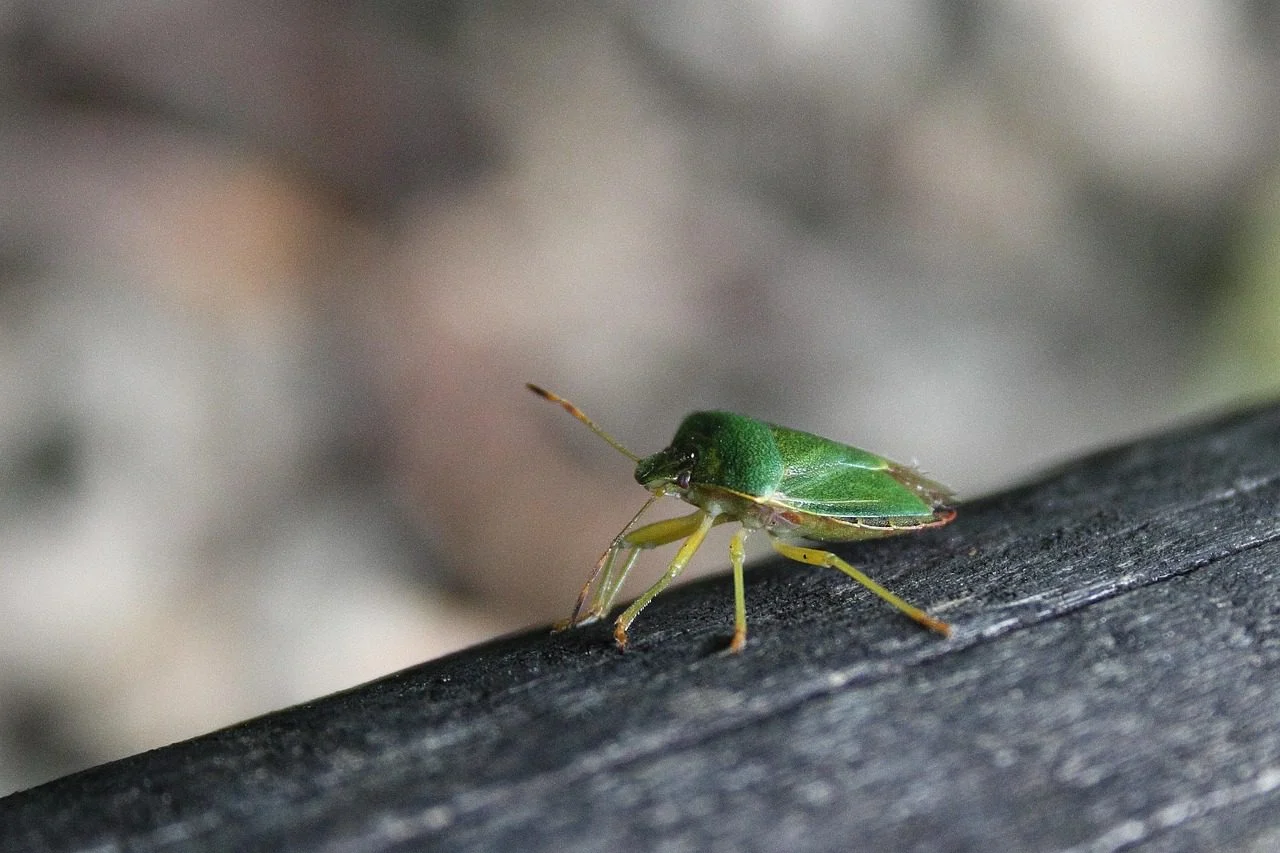 Najezda smrdljivih Martina