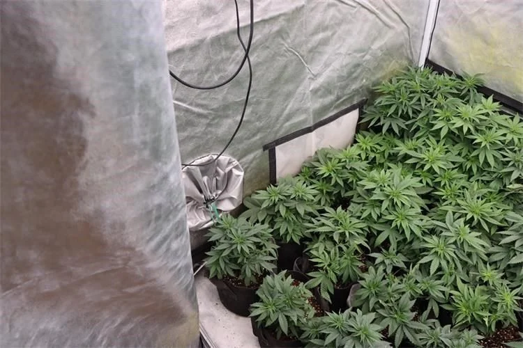 Policija pretragom doma pronašla drogu