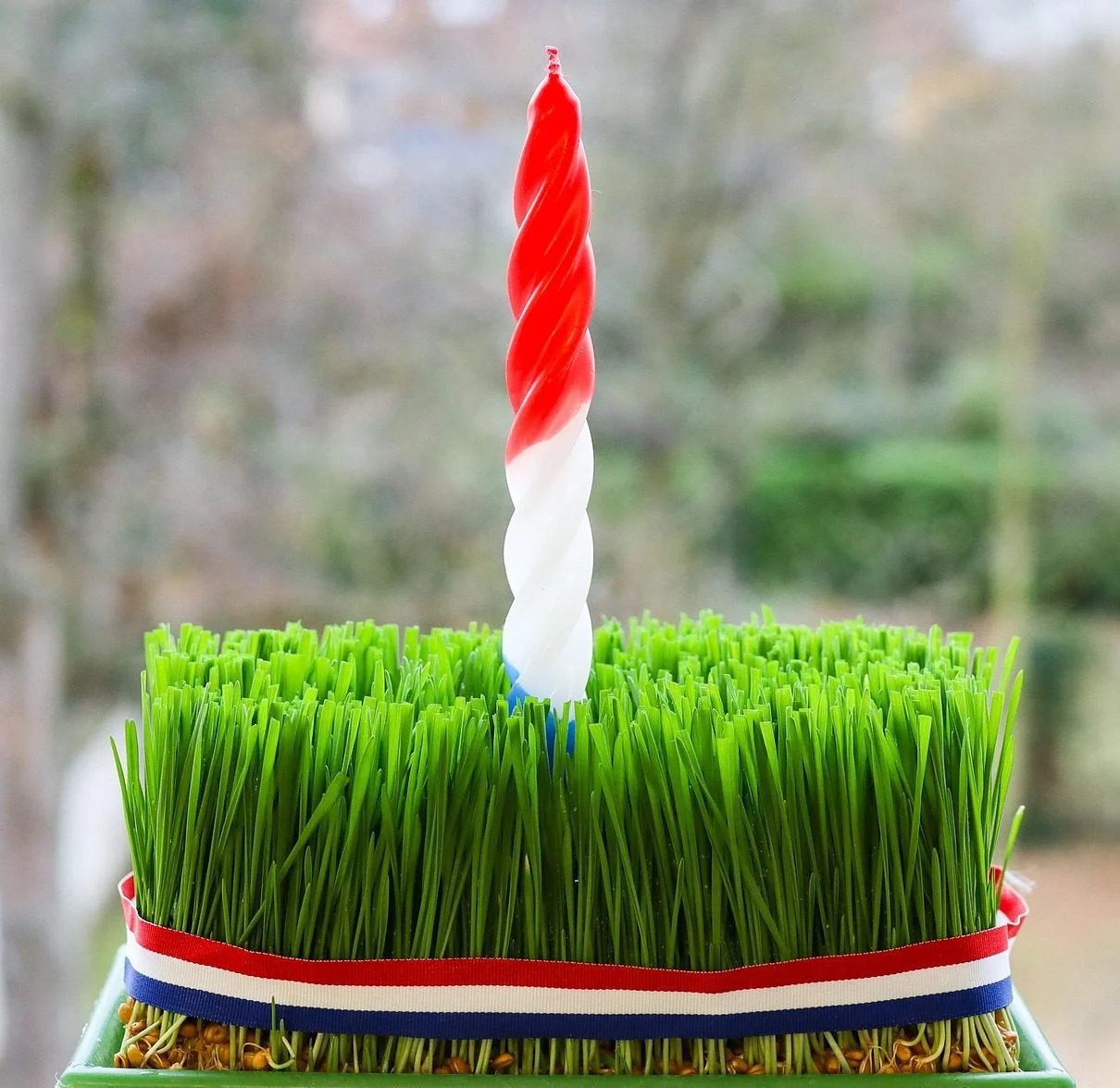 Zrno koje raste s Blagdanima: Mala božićna tradicija u zdjelici