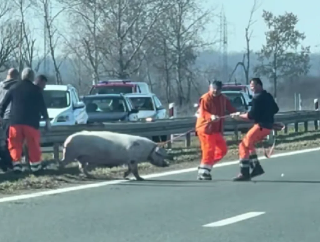 VIDEO: Strava na A3: Hvatali svinju po autocesti