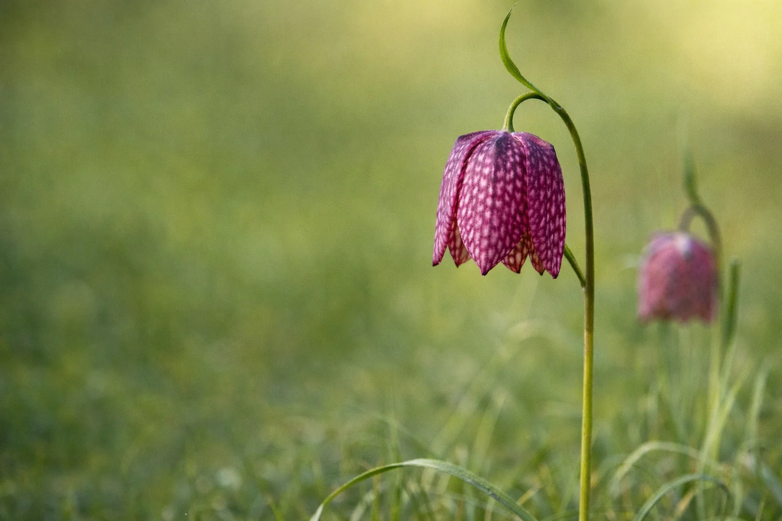 Natura Slavonica poziva građane: Izađite u prirodu i pronađite kockavicu