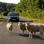 Pijani vozač ubio 20 ovaca