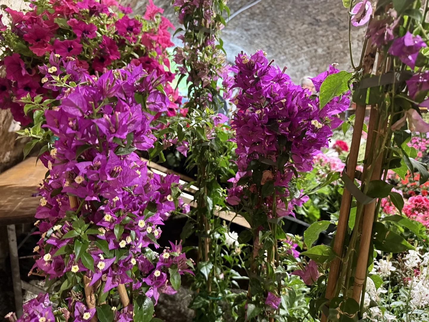 Mirisi proljeća ispunili Tvrđavu Brod: Svečano otvoren Florafest
